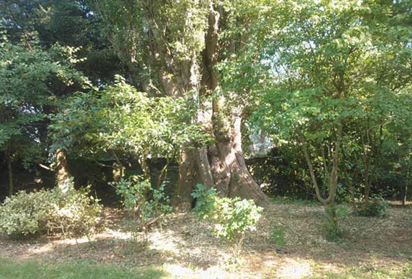 Entretien de jardin - 49 Entretien de jardin - 49