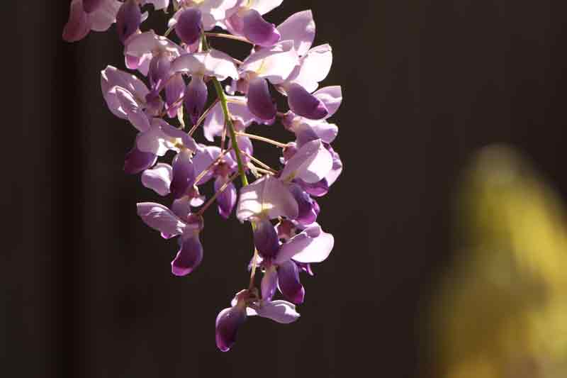 Glycine