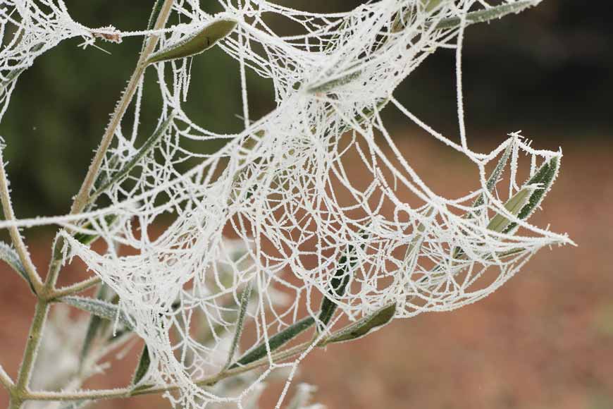 Guirlandes naturelles