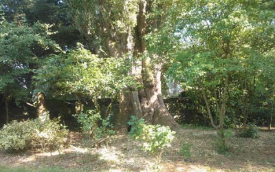 Cueilleur d’arbres